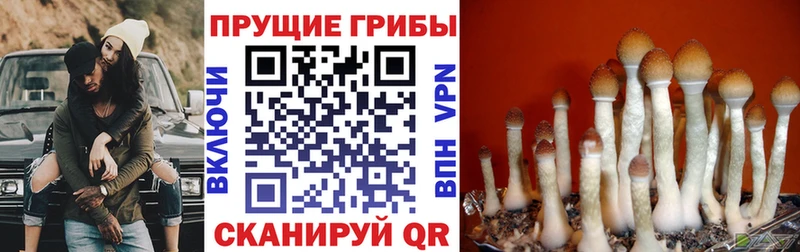 Псилоцибиновые грибы Psilocybine cubensis  darknet состав  Кяхта 
